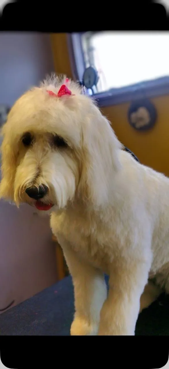 Fresh dog groom Winnebago County