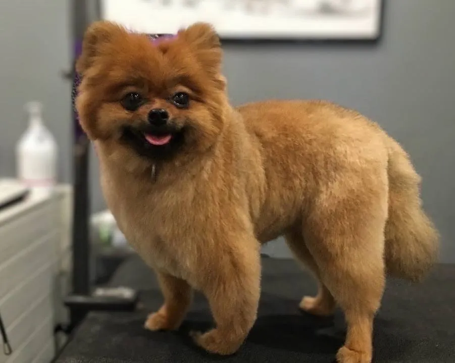 Dog trim Neenah groomer