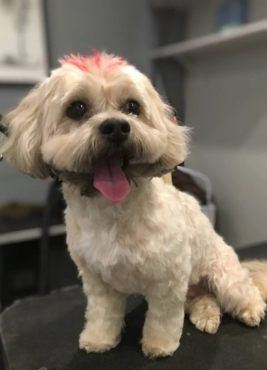 Show-ready dog grooming Fox Valley