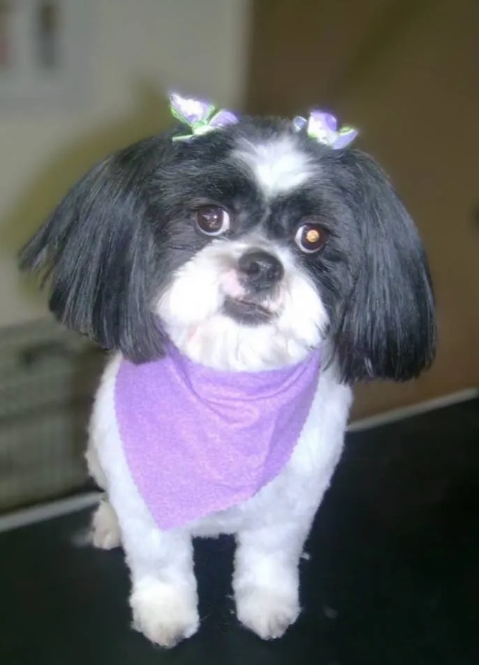 Dog nail trim paw care Neenah WI