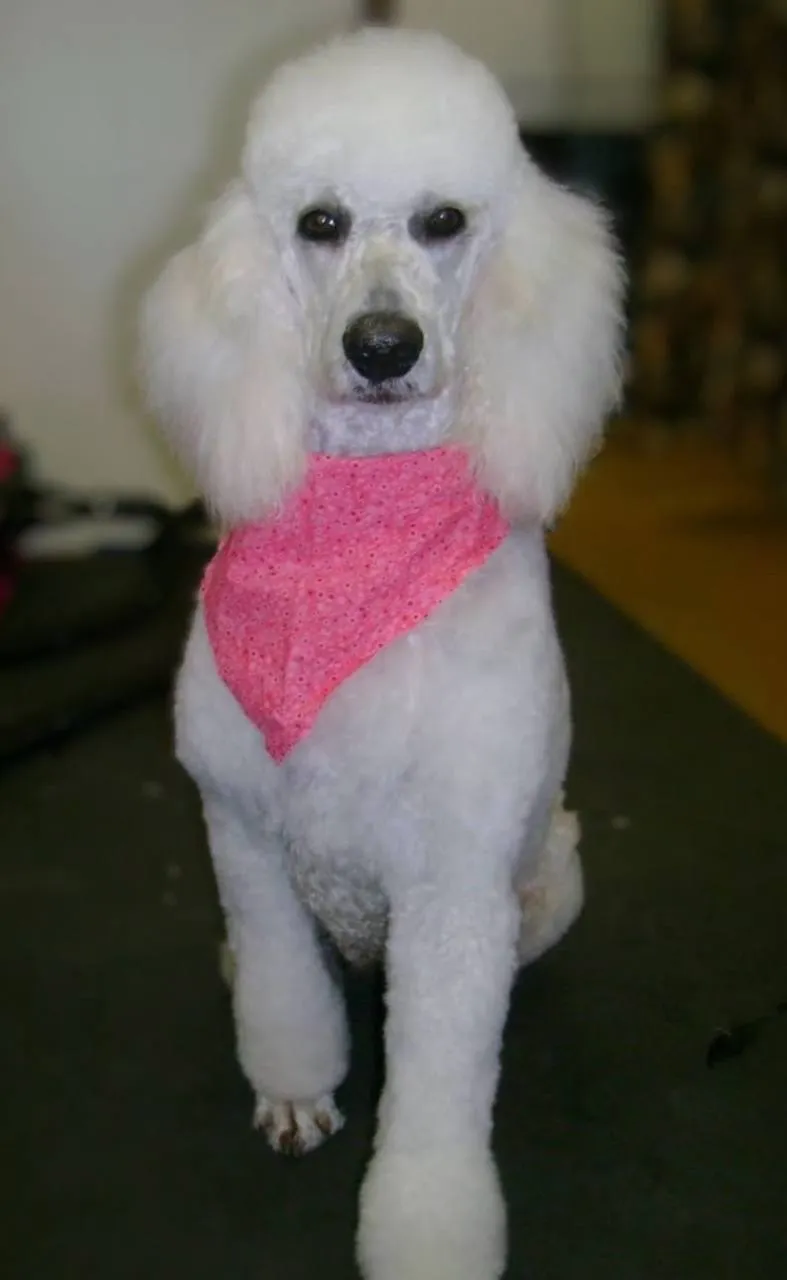 Beautiful dog groom Doggy Day Spa