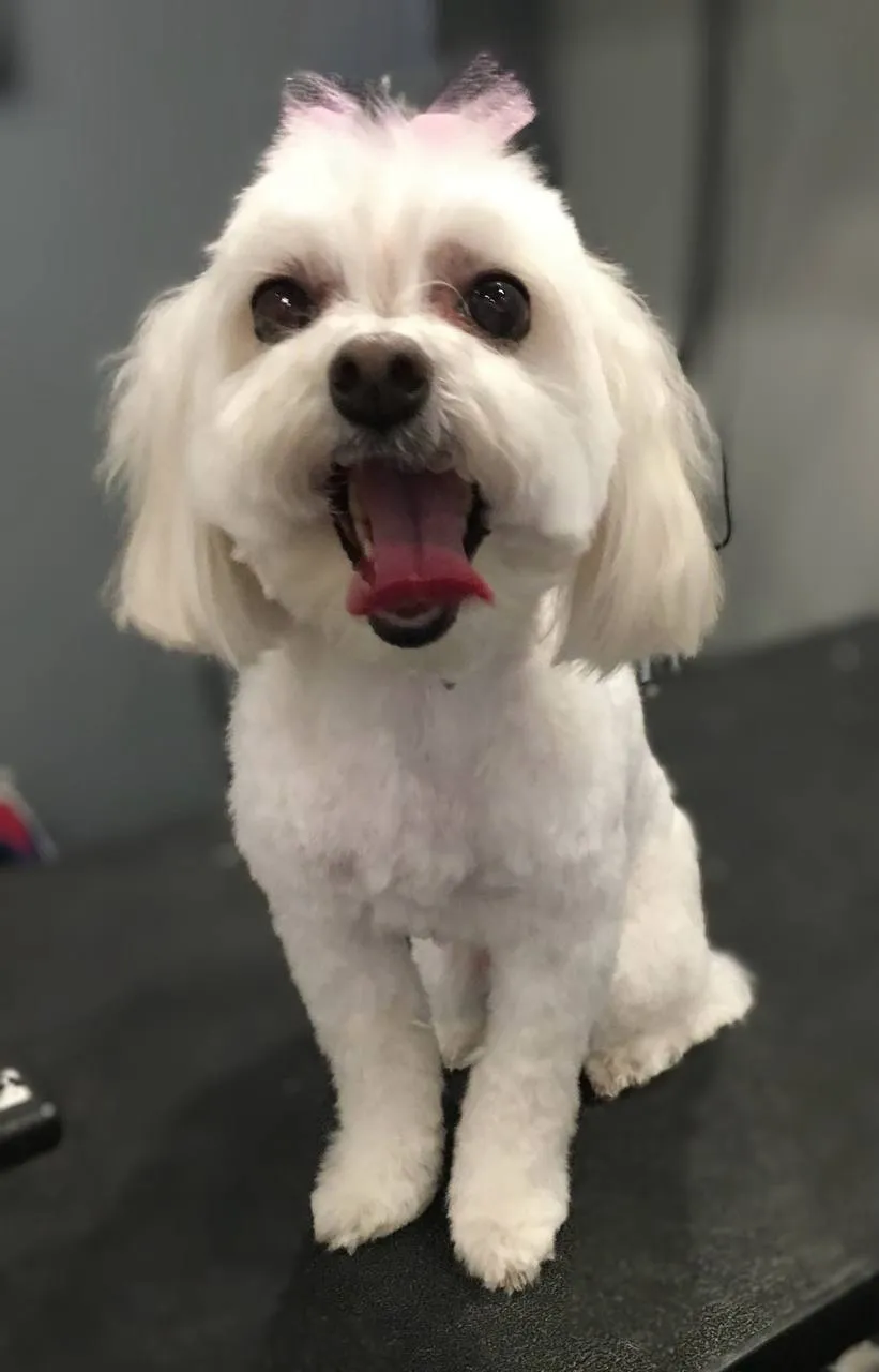 Happy dog after grooming Neenah