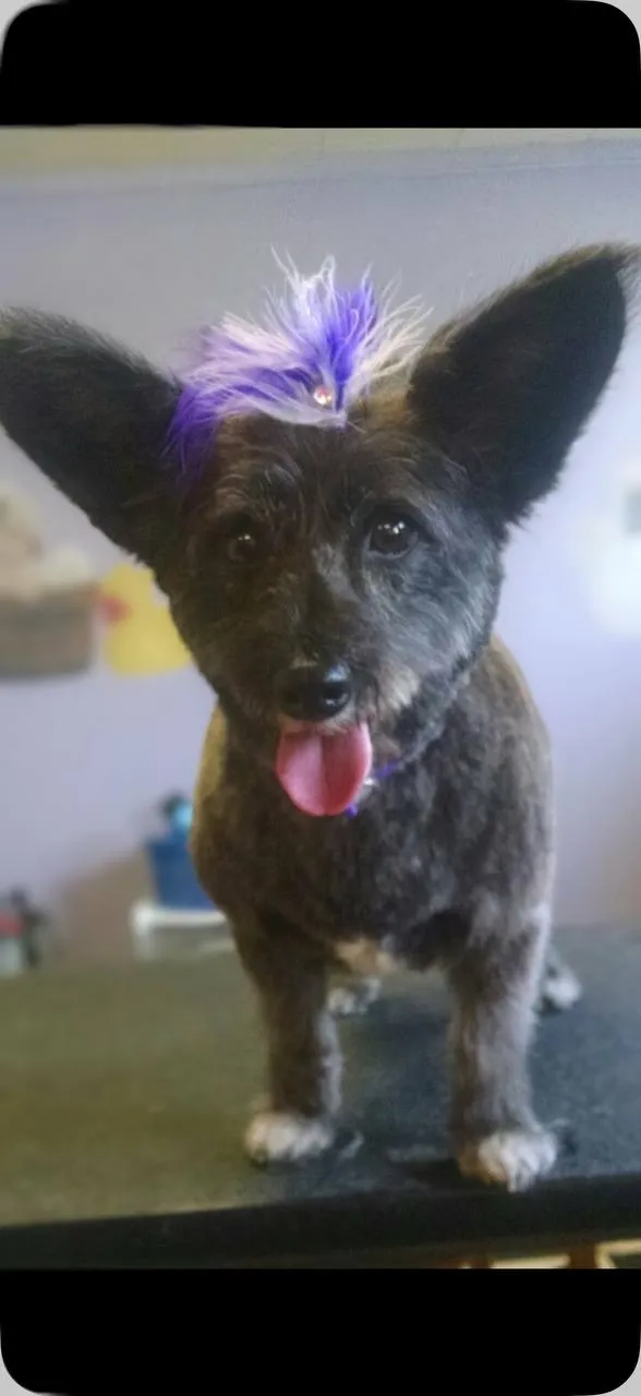 Dog spa day Doggy Day Spa
