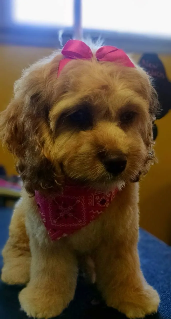 Professional dog grooming Fox Cities