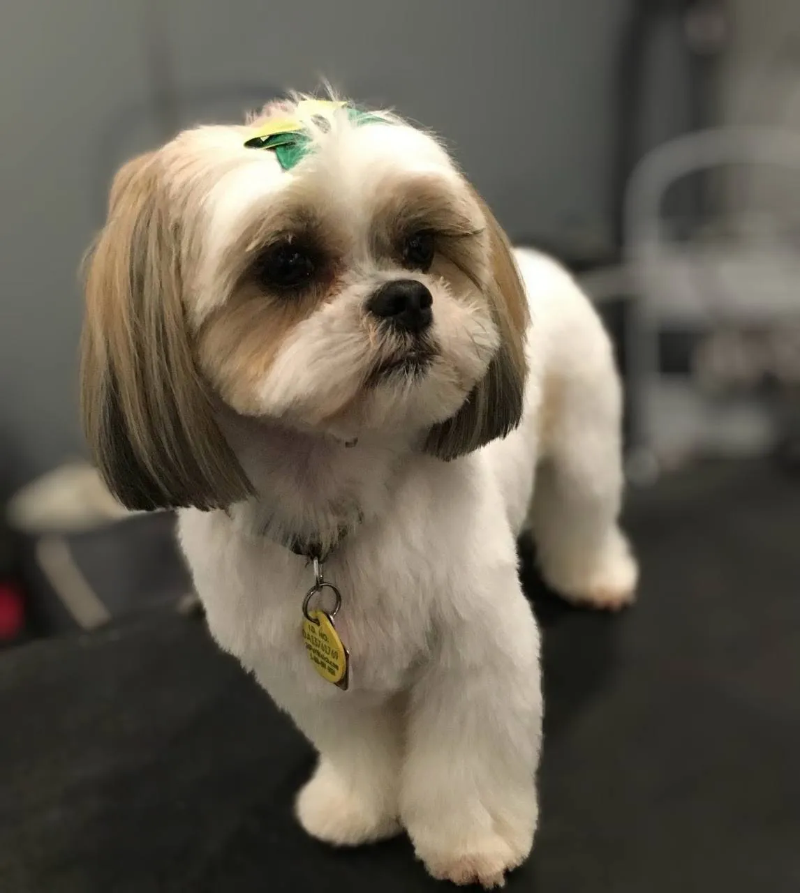 Luxury dog spa Neenah WI