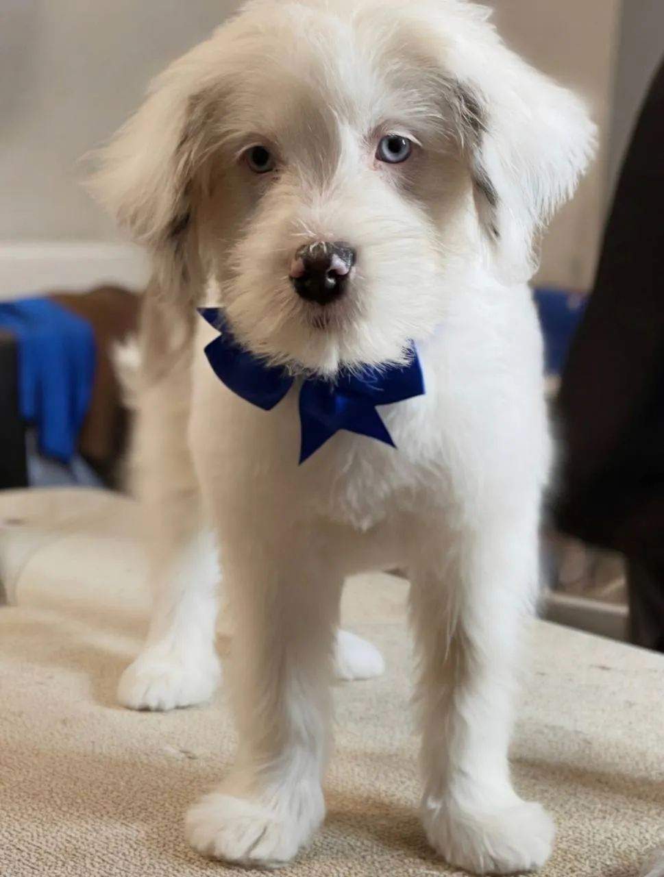 Adorable puppy at Doggy Day Spa Neenah — free puppy introduction visit